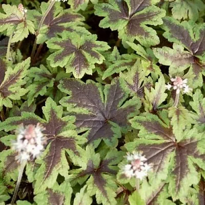 Гейхера ШУГА ЭНД СПАЙС  Гейхера ШУГА ЭНД СПАЙС в Москве