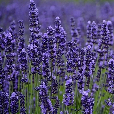 Лаванда МАНСТЕД узколистная  Лаванда МАНСТЕД узколистная в Москве