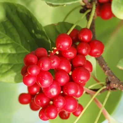 Лимонник ДЕДОВСКИЙ — описание сорта Лимонник ДЕДОВСКИЙ в Москве