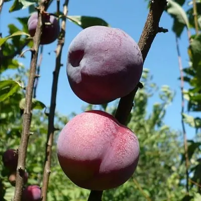 Плумкот ВЕЙ ВОНГ  Плумкот ВЕЙ ВОНГ в Москве