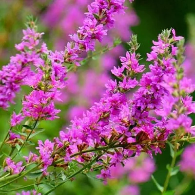 саженцы дербенника саженцы дербенника