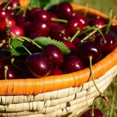 Вишня НЕСВИЖСКАЯ в Москве