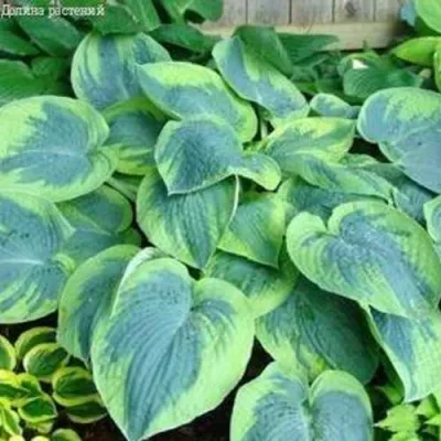 Хоста ТОКУДАМА ФЛАВОЦИРЦИНАЛИС гибридная — описание сорта Хоста ТОКУДАМА ФЛАВОЦИРЦИНАЛИС гибридная в Москве