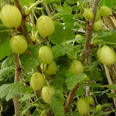 Крыжовник ИНВИКТА — описание сорта Крыжовник ИНВИКТА в Москве