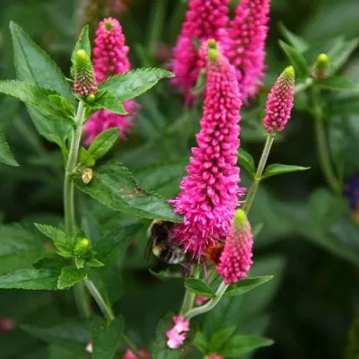 Вероника ФЕРСТ ЛАВ длиннолистная в Москве