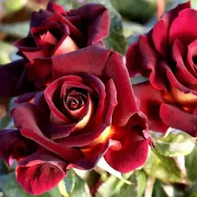 Саженцы роз ЭДДИ МИТЧЕЛЛ чайно-гибридная — описание сорта Саженцы роз ЭДДИ МИТЧЕЛЛ чайно-гибридная в Москве