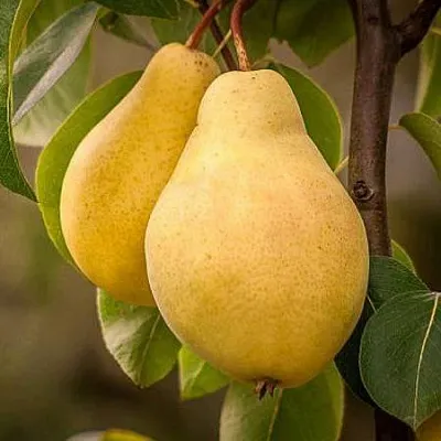 Осенние сорта  Осенние сорта в Москве