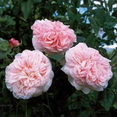 Саженцы роз КЛЭР РОУЗ английская — описание сорта Саженцы роз КЛЭР РОУЗ английская в Москве