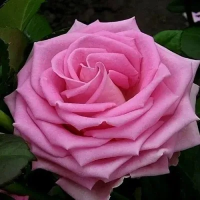 Саженцы роз АКВА чайно-гибридная — описание сорта Саженцы роз АКВА чайно-гибридная в Москве