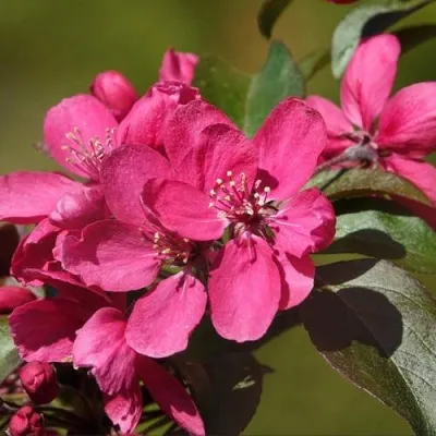 Яблоня НЕДЗВЕЦКОГО — описание сорта Яблоня НЕДЗВЕЦКОГО в Москве