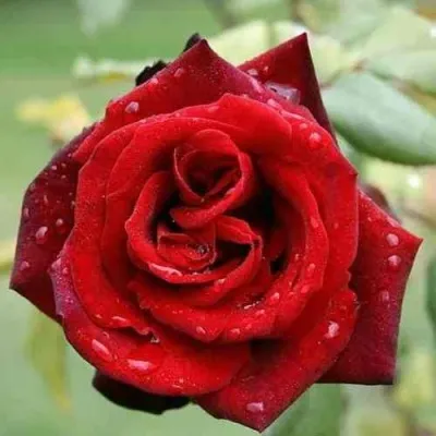 Саженцы роз ТАБУ чайно-гибридная в Москве