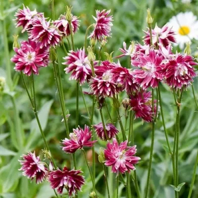 Аквилегия БАРЛОУ НОРА гибрид МакКаны — описание сорта Аквилегия БАРЛОУ НОРА гибрид МакКаны в Москве