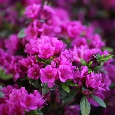 Азалия ГЕЙША ПЕРПЛ японская  Азалия ГЕЙША ПЕРПЛ японская в Москве