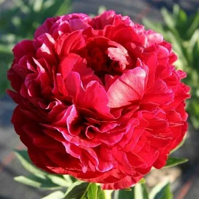 Пион ГЕНРИ БОКСТОС травянистый  Пион ГЕНРИ БОКСТОС травянистый в Москве