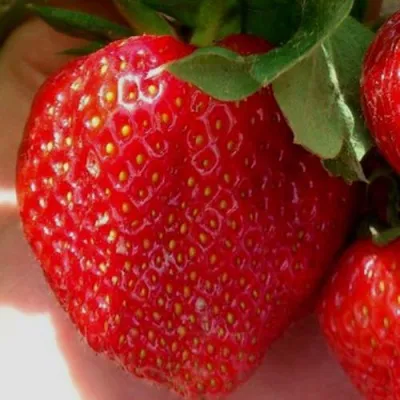 Клубника МАГНУС — описание сорта Клубника МАГНУС в Москве