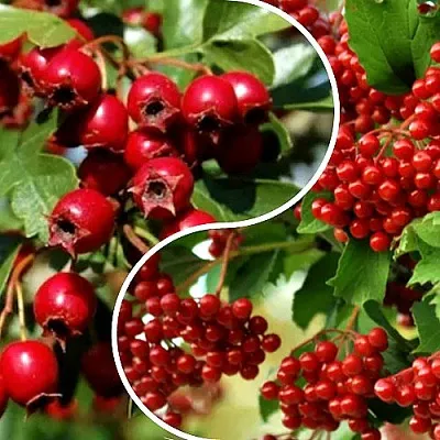 Комплект БУДЬ ЗДОРОВ в Москве