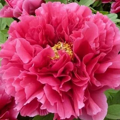 Пион КОРОЛЕВСКИЙ ЦВЕТОК древовидный в Москве