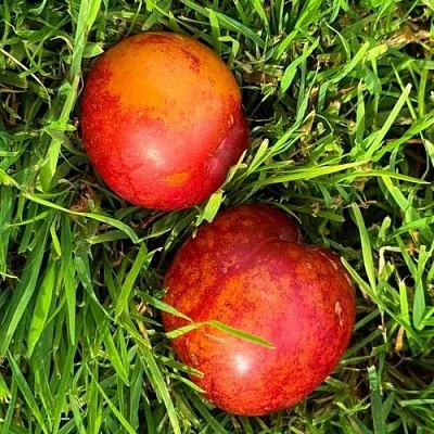 Шарафуга НЕКТАРИННАЯ  Шарафуга НЕКТАРИННАЯ в Москве