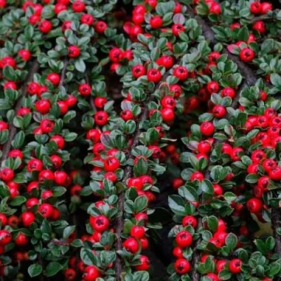 саженцы кизильника саженцы кизильника