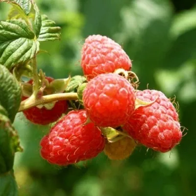 Малина ЭРИКА — описание сорта Малина ЭРИКА в Москве