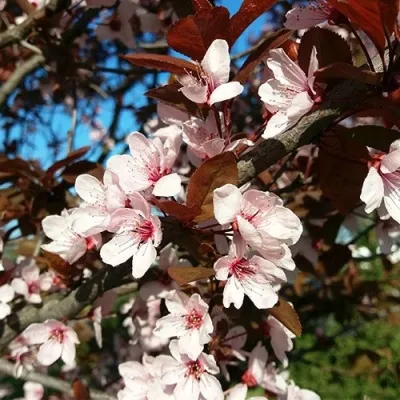 Слива ВУДИ растопыренная — описание сорта Слива ВУДИ растопыренная в Москве