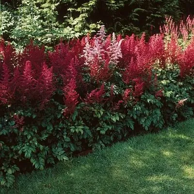 Астильба ГРАНАТ Арендса  Астильба ГРАНАТ Арендса в Москве