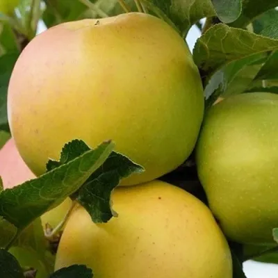 Яблоня БАНАНОВОЕ — описание сорта Яблоня БАНАНОВОЕ в Москве