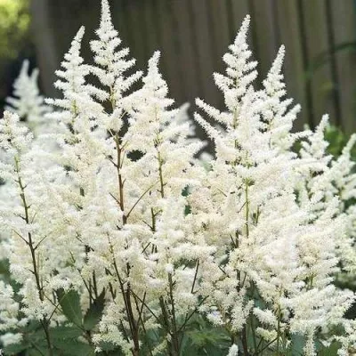 Астильба ВИЖНС ИН ВАЙТ китайская — описание сорта Астильба ВИЖНС ИН ВАЙТ китайская в Москве