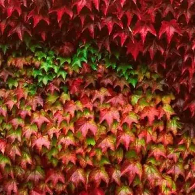 Девичий виноград тройчатый ВИЧИ в Москве