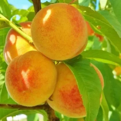 Персик ВЕТЕРАН — описание сорта Персик ВЕТЕРАН в Москве