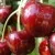 Черешня ВАСИЛИСА в Москве
