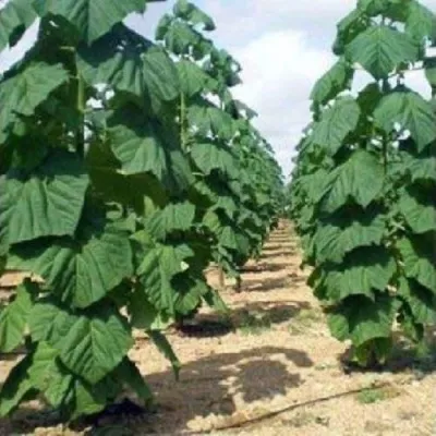 Павлония ПАО ТОГН Z07 — описание сорта Павлония ПАО ТОГН Z07 в Москве