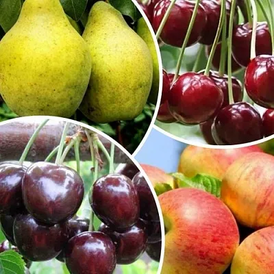 Комплект НАСЛАЖДЕНИЕ  Комплект НАСЛАЖДЕНИЕ в Москве