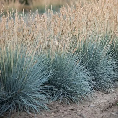 Овсяница АЙСФОГЕЛЬ сизая  Овсяница АЙСФОГЕЛЬ сизая в Москве