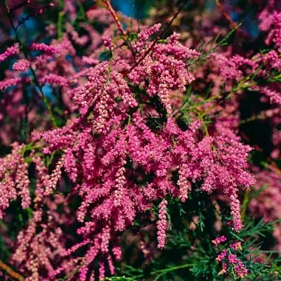 Тамарикс  Тамарикс в Москве