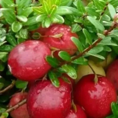 Клюква ХОЛЬШТАЙН в Москве