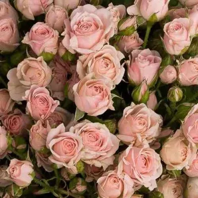 Саженцы роз ОДИЛЛИЯ спрей — описание сорта Саженцы роз ОДИЛЛИЯ спрей в Москве