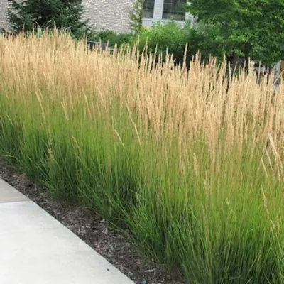 Вейник КАРЛ ФОРСТЕР остроцветковый — описание сорта Вейник КАРЛ ФОРСТЕР остроцветковый в Москве