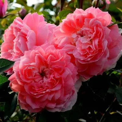 Саженцы роз ОЛЬГА шраб в Москве