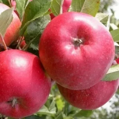 Яблоня ПОСПЕХ — описание сорта Яблоня ПОСПЕХ в Москве