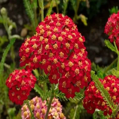 Тысячелистник ПАПРИКА обыкновенный Тысячелистник ПАПРИКА обыкновенный