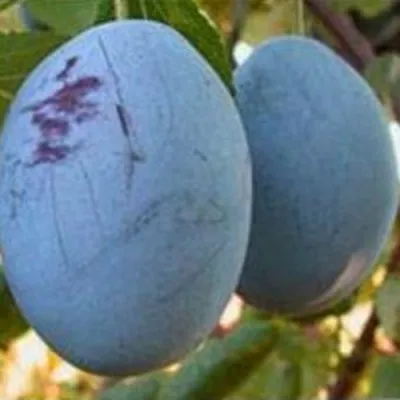 Слива ОДА — описание сорта Слива ОДА в Москве