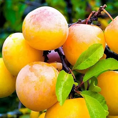 Слива МИНСКАЯ  Слива МИНСКАЯ в Москве