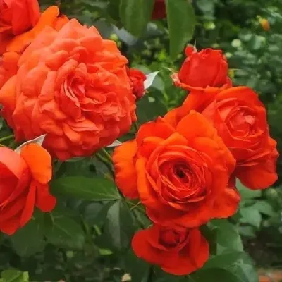 Саженцы роз МАЙНТАУЭР плетистая — описание сорта Саженцы роз МАЙНТАУЭР плетистая в Москве