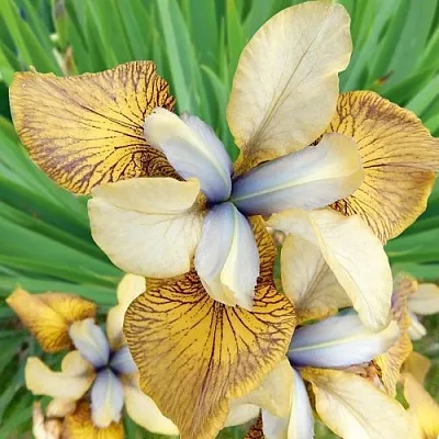 Ирис ФЛАЙИНГ ФИДДЛЗ сибирский  Ирис ФЛАЙИНГ ФИДДЛЗ сибирский в Москве