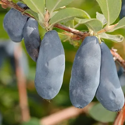 Жимолость съедобная СИНИЙ УТЕС  Жимолость съедобная СИНИЙ УТЕС в Москве