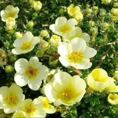 Лапчатка КЛОНДАЙК кустарниковая — описание сорта Лапчатка КЛОНДАЙК кустарниковая в Москве