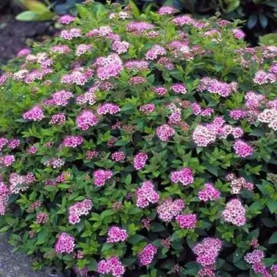 Спирея ЛИТЛ ПРИНЦЕСС японская — описание сорта Спирея ЛИТЛ ПРИНЦЕСС японская в Москве