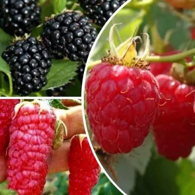Комплект ЯГОДНЫЙ МИКС — описание сорта Комплект ЯГОДНЫЙ МИКС в Москве