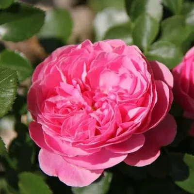 Саженцы роз ЛЕОНАРДО ДА ВИНЧИ флорибунда — описание сорта Саженцы роз ЛЕОНАРДО ДА ВИНЧИ флорибунда в Москве